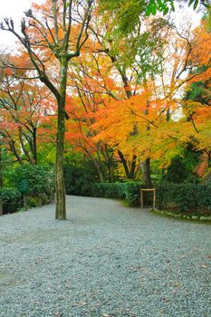 Japan in autumn red maple trees on pathway