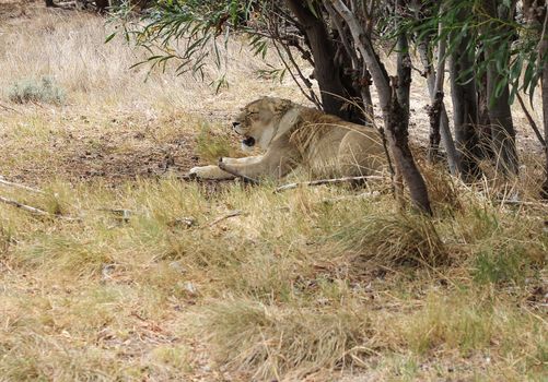 Lion lying under a tree at the cape town lion park in south africa