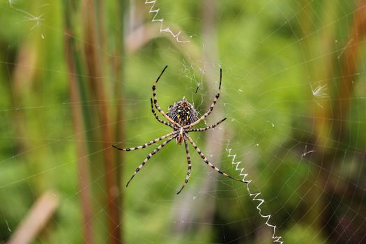 Spider on a spiderweb with green background