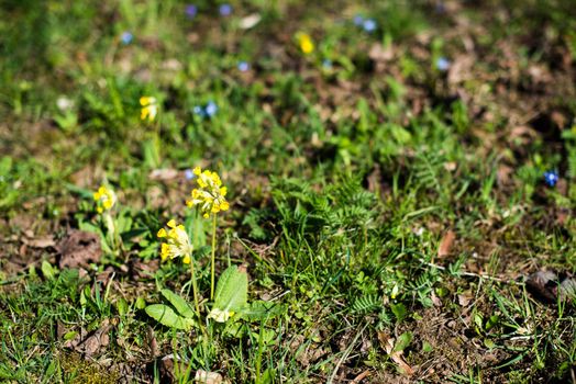 Spring meadow with Cowslips - shallow depth of field