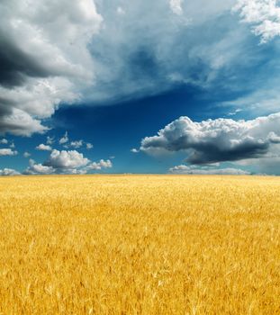 golden harvest field under dramatic sky. rain before