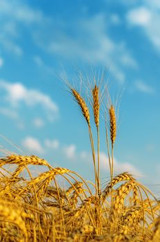 golden harvest in field