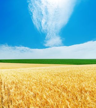 golden barley and blue cloudy sky