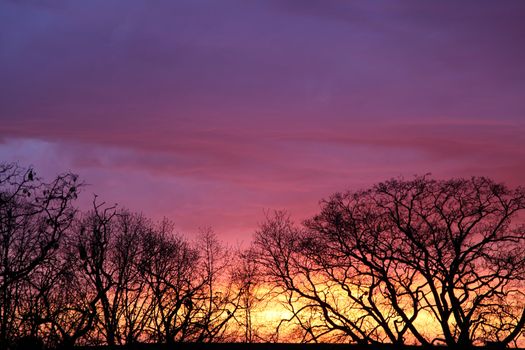 Dry trees at sunset
