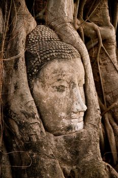 Buddha head strangled by the roots of a banyan tree in Ayuthaya 