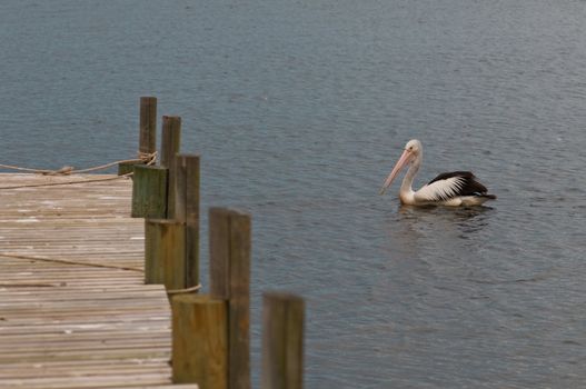 Pelican in the silent water next to a timber landing pier, mooring