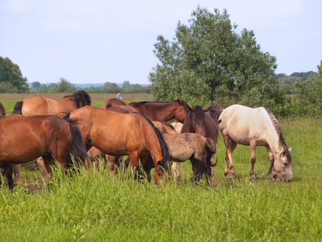 Group of  horses with young colts on green countryside meadow