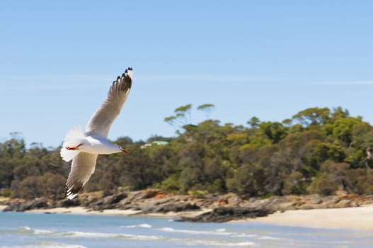 seagull spreads its wings on the beach in the sun