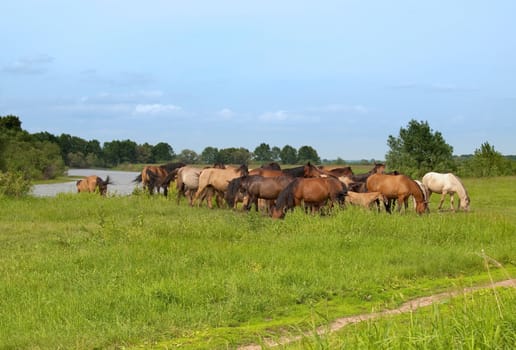 Group of  horses with young colts on green countryside meadow