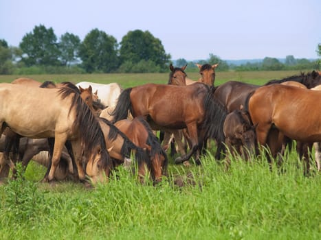 Group of  horses with young colts on green countryside meadow