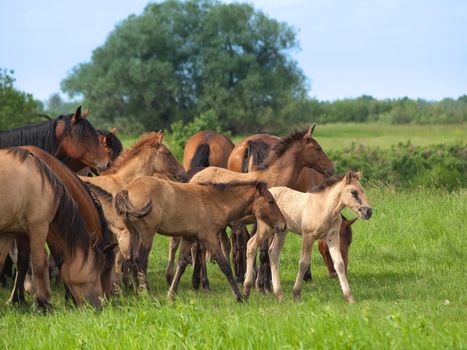 Group of  horses with young colts on green countryside meadow