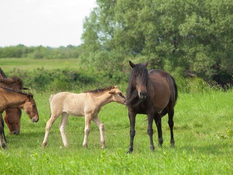 Dark horse with young colt on countryside meadow