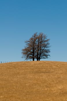 Sere, sear, dry, tree formation on a hill of veldt, open grassland, beautiful sunny day, no clouds in the sky and a fence in the foreground