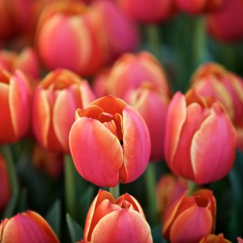 Pink and Orange Tulips in a Garden