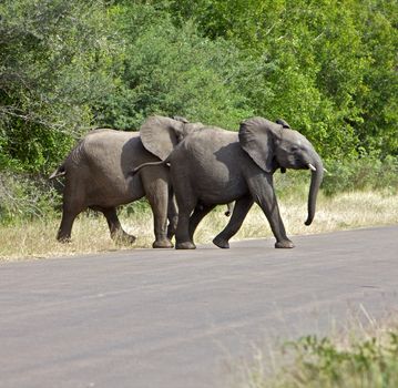 Elephant Cross a Road in Kruger National Park