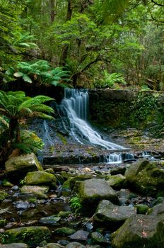 The beautiful waterfall in forest, spring, long exposure, Horseshoe Falls Mount Field National Park, in Tasmania Australia , austraila russell creek , Mt