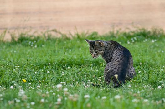 Curious domestic cat having a hunt for the mice. Grass in the foreground is blur. Area around the cat is perfectly sharp.