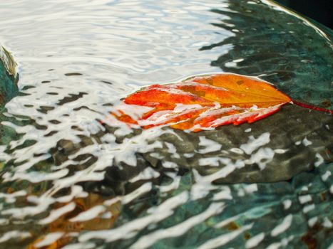 Golden leave floating in water with daylight reflection