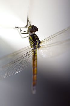 Close up shoot of a anisoptera dragonfly, green beige in color with focus on the body