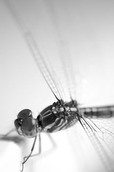 Close up shoot of a anisoptera dragonfly, black and white