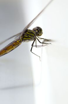 Close up shoot of a anisoptera dragonfly, green beige in color