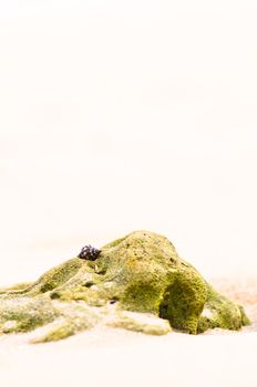 Mussel shell on a rock at a sand beach background
