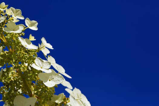 Stalk of shallow DOF four petal white Alyssum flowers against a dark blue sky