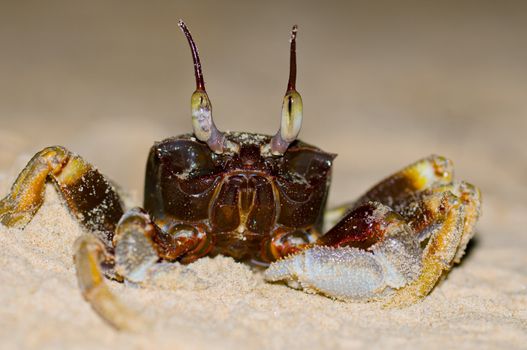 A lonely crab on the shore, a close up shoot