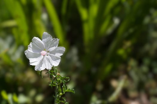 Delicate white petals with pink center of Musk Mallow flower with soft green background
