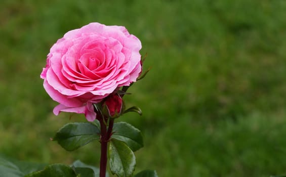 Single Pink Rose against soft green grass background
