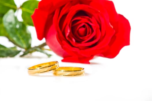 Red rose and golden wedding rings over white