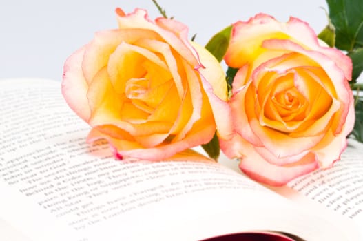 Beautiful red yellow roses over a book with green leaves