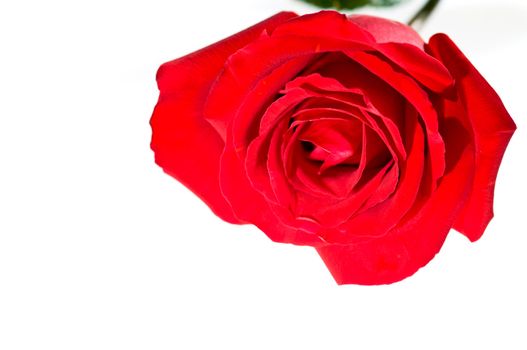 Nice open red rose blossom over white