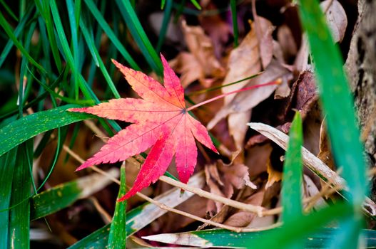 Red leave up on grass and brown leaves