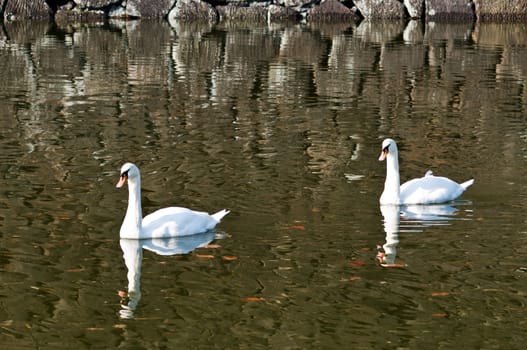 Two swan floating on a pond in the sun