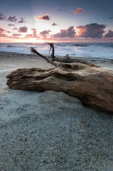 Old tree trunk on a beach during sunset with glowing sky