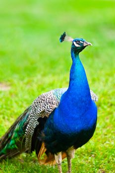 Beautiful and pride peacock on a lawn, blue in color