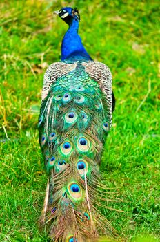 Beautiful and pride peacock on a lawn, view on his back