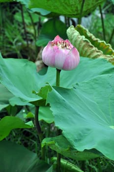 Withered lotus flower