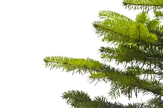 Green branches of a Christmas tree isolated closeup