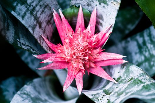 Beautiful Bromeliads flower isolated