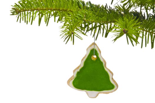 Branch of a Christmas tree decorated with cookie, over white