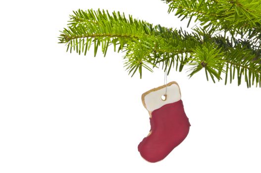 Branch of a Christmas tree decorated with cookie, over white