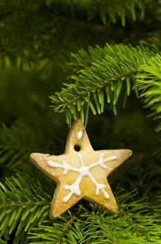 Star shape short bread cookie in  Christmas tree