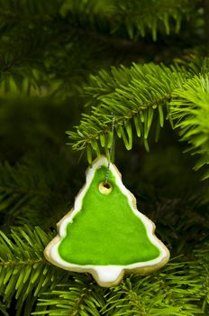 Tree shape short bread cookie in  Christmas tree