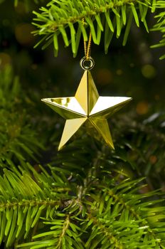 Star shape Christmas decoration in real tree