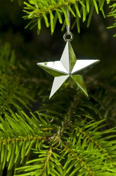 Star shape Christmas decoration in real tree