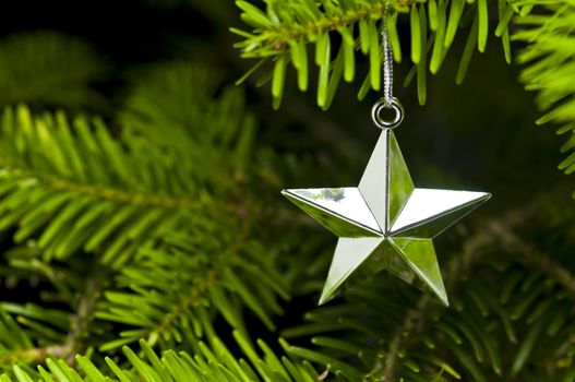 Star shape Christmas decoration in real tree