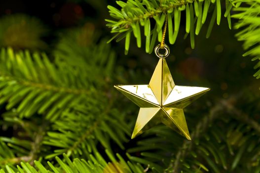 Star shape Christmas decoration in real tree
