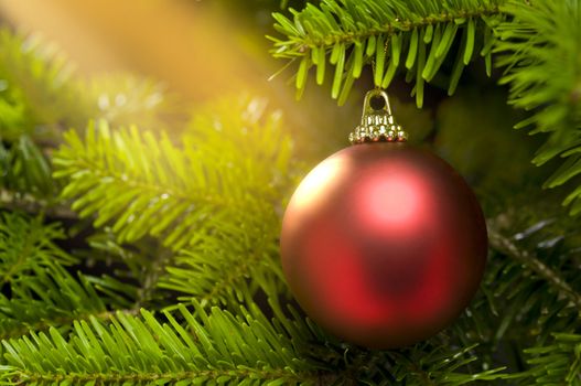 Red ball in a real Caucasian Fir Christmas tree nice shining